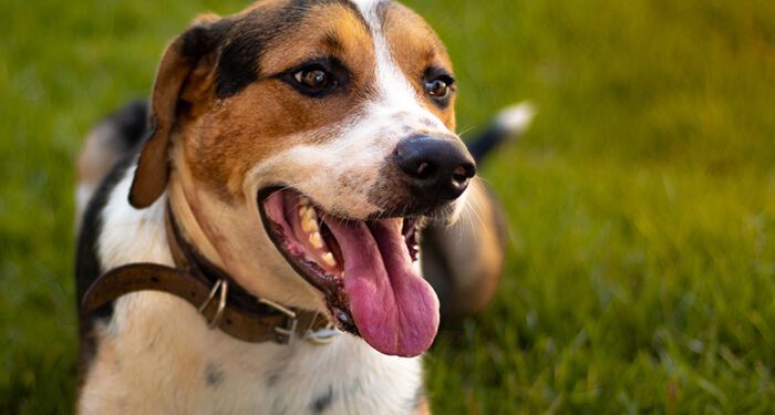 Best Crates For American Foxhound