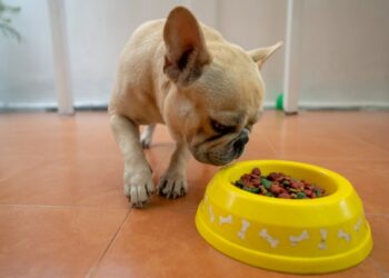 Best Foods For French Bulldog With Gas