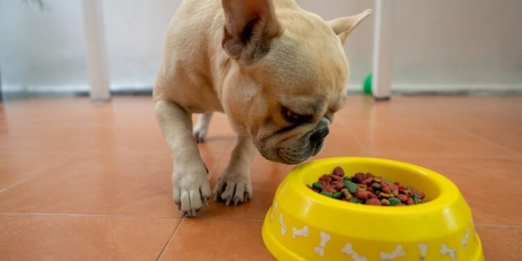 Best Foods For French Bulldog With Gas