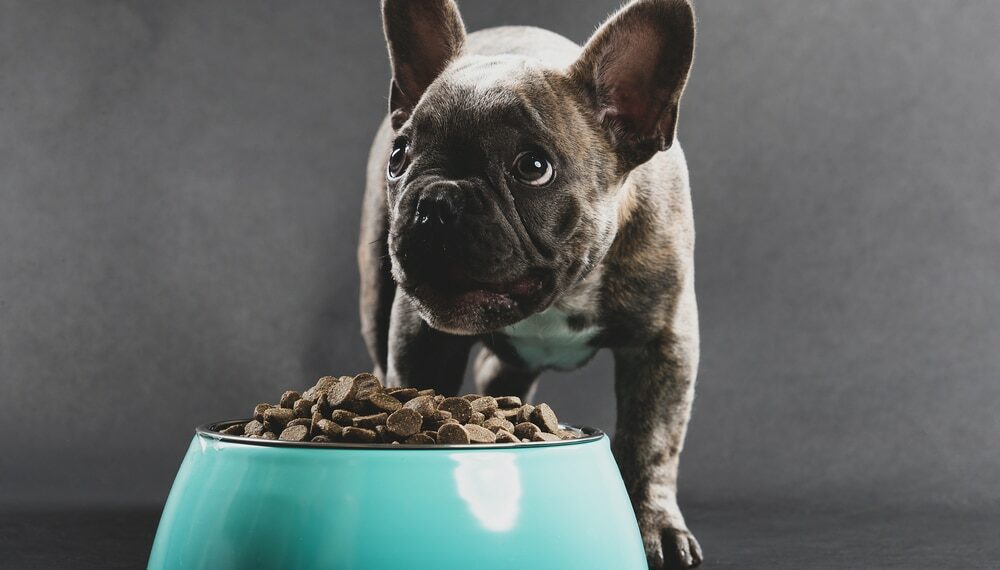 Best Foods For French Bulldog With Itchy Skin