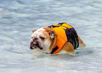 Best Life Jackets For English Bulldogs