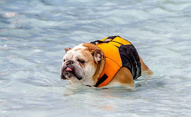 Best Life Jackets For English Bulldogs