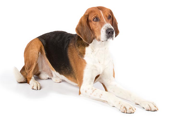 Best Nail Clippers For American Foxhound