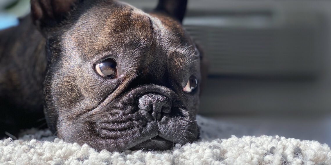 5 Best Vitamins For French Bulldog MyPetCareJoy