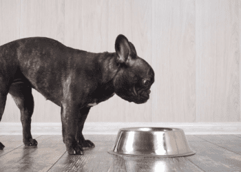 Best Wet Food For French Bulldogs