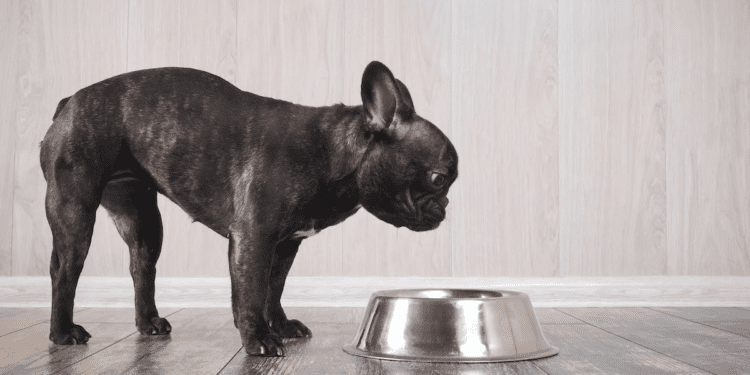 Best Wet Food For French Bulldogs