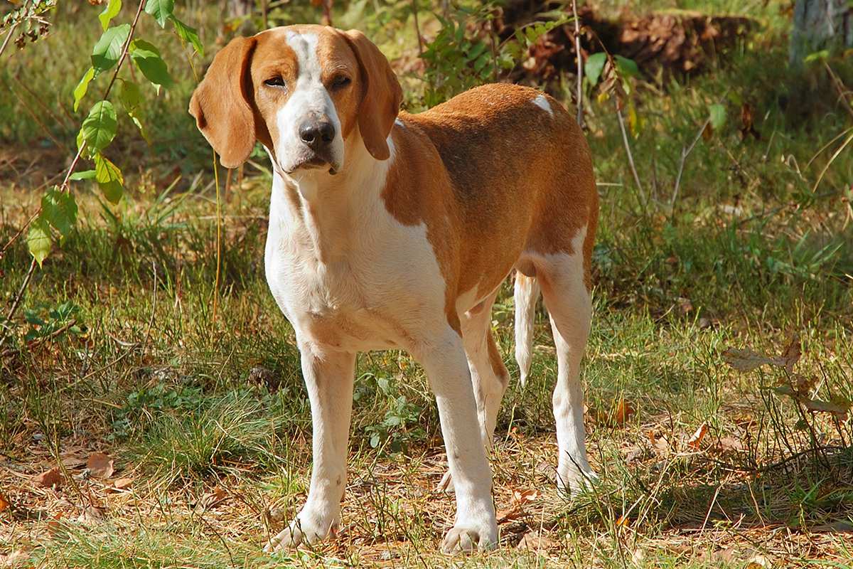 Can American Foxhound Dogs Be Left-Alone