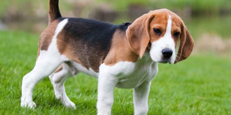 Can American Foxhound Dogs Be Left Alone