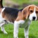 Can American Foxhound Dogs Be Left Alone