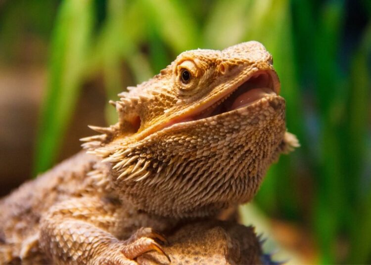 How To Get Rid Of Parasites In Bearded Dragons? MyPetCareJoy
