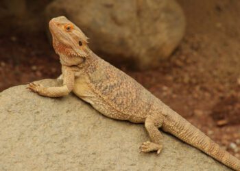 Can Bearded Dragons Eat Mangoes