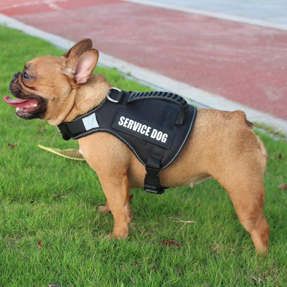 Can French Bulldog Be A Service-Dog