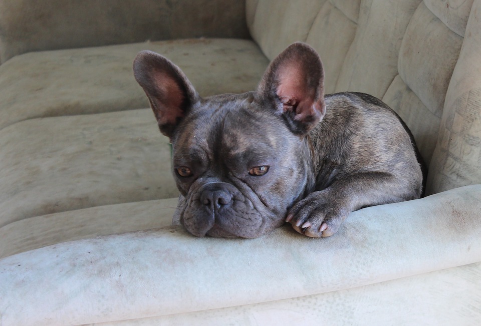 Can French Bulldog Cause-Allergies