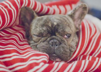 Can French Bulldog Cause Allergies