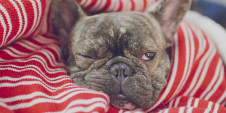 Can French Bulldog Cause Allergies