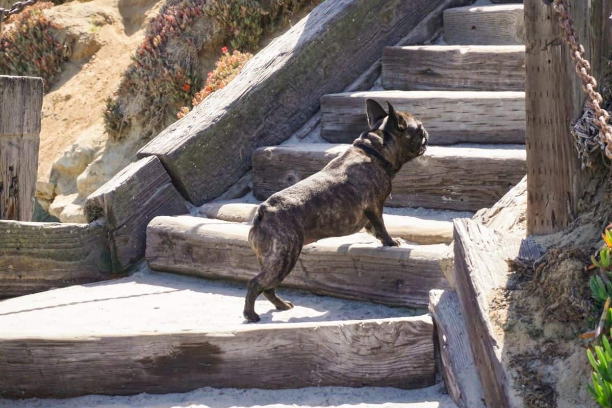 Can French Bulldogs Climb-Stairs