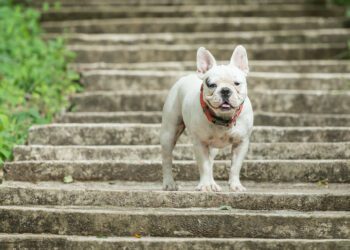 Can French Bulldogs Climb Stairs