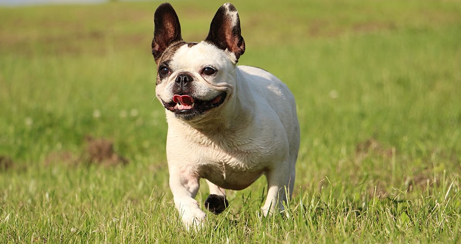 Can French Bulldogs Go-Jogging
