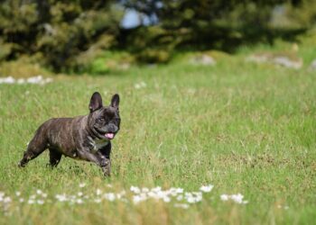 Can French Bulldogs Go Jogging