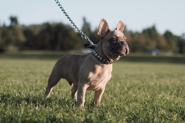 Can French Bulldogs Go On For Long-Walks