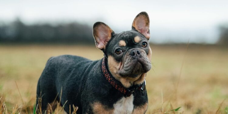 Can French Bulldogs Go On For Long Walks