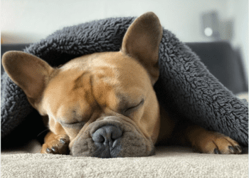 Can French Bulldogs Sleep In Your Bed