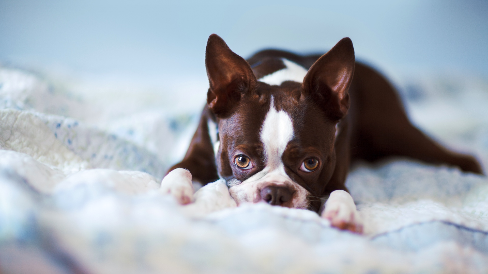 Can French Bulldogs Sleep In Your-Bed