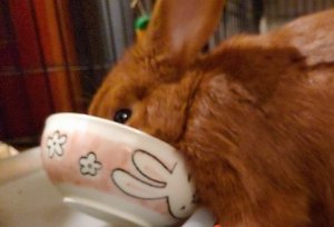Can Rabbits Drink-Tea