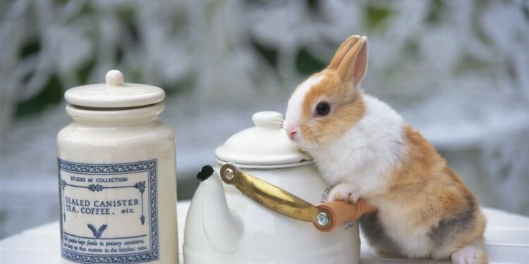 Can Rabbits Drink Tea