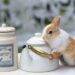 Can Rabbits Drink Tea