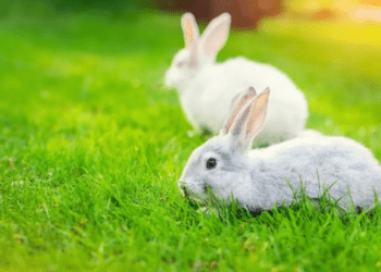 Can Rabbits Eat Grass From The Yard