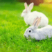 Can Rabbits Eat Grass From The Yard