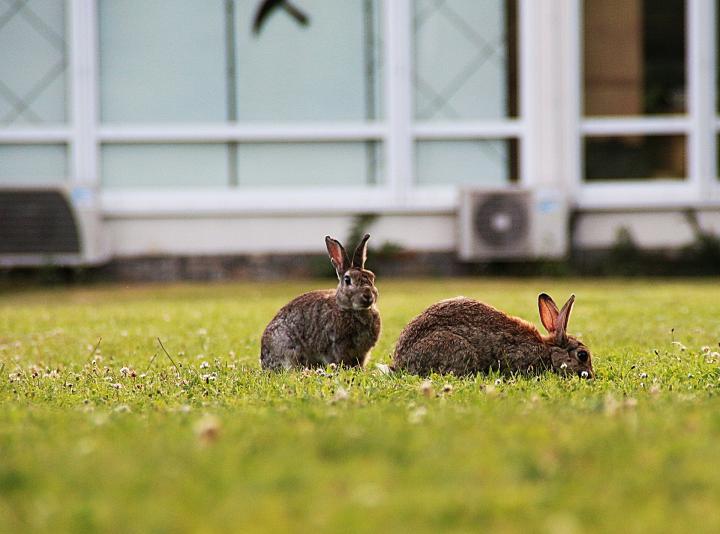 Can Rabbits Eat Grass From The-Yard