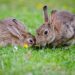 Can Rabbits Eat Nettles