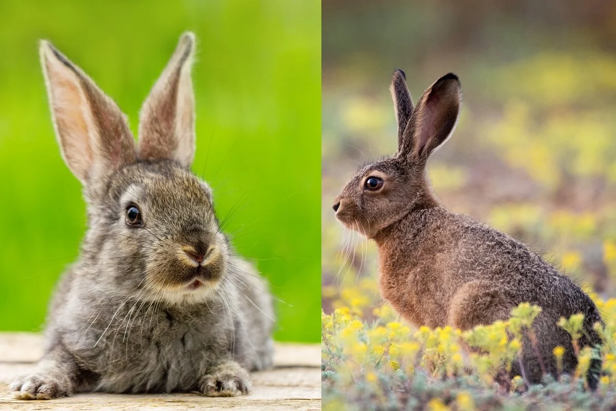 Difference Between Hares And-Rabbits