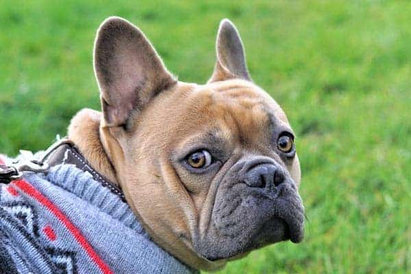 Do French Bulldogs Change Color As They-Grow
