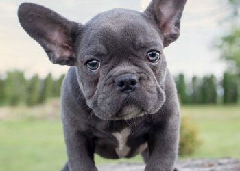Do French Bulldogs Change Color As They Grow
