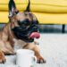 Do French Bulldogs Drink A Lot Of Water
