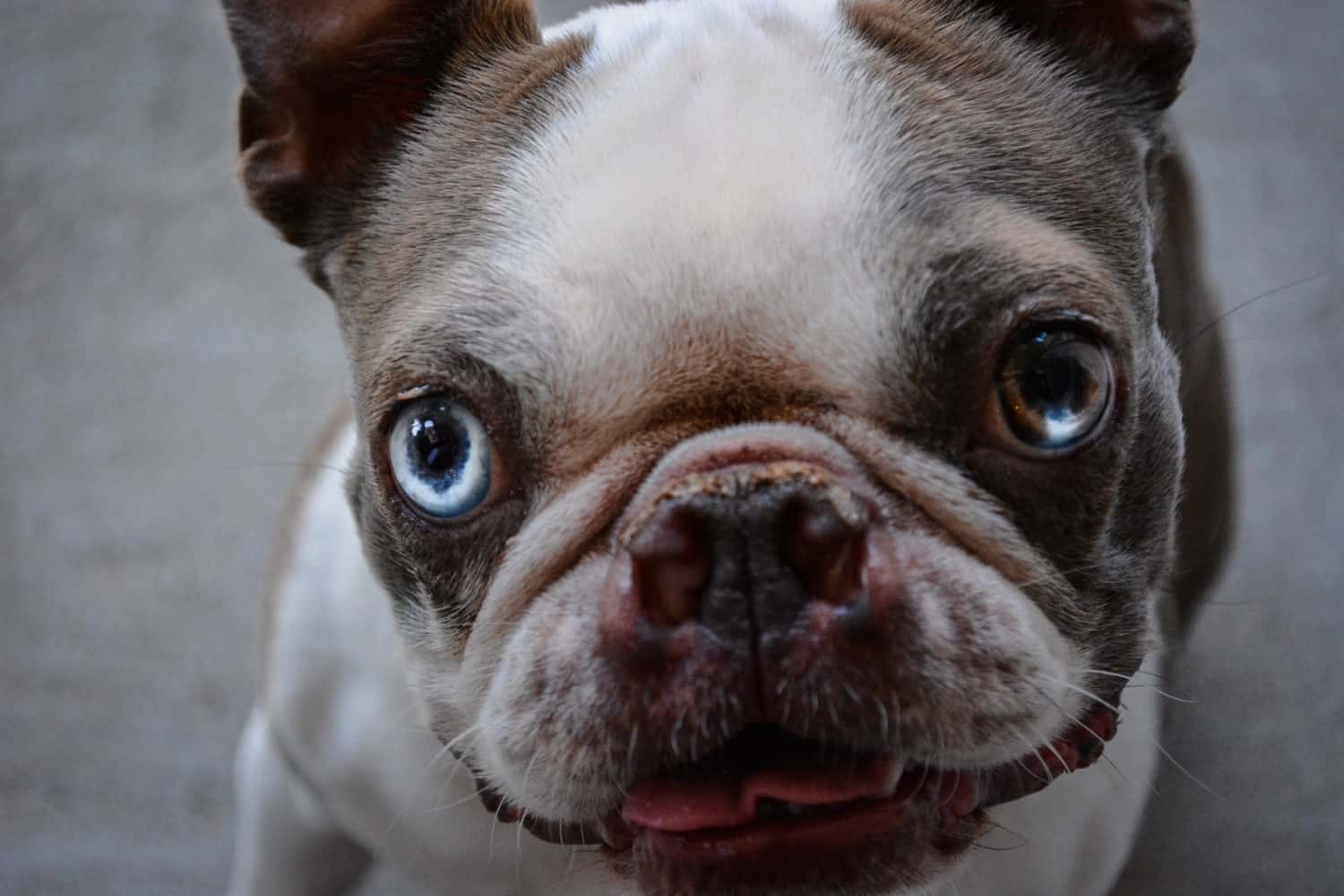 Do French Bulldogs Have Dry-Noses