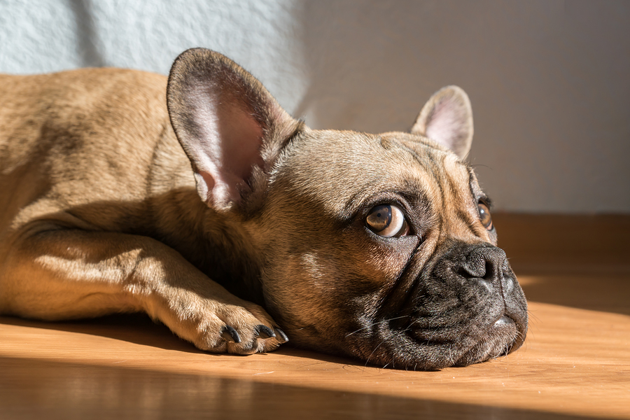 Do French Bulldogs Have Dry Noses? | MyPetCareJoy