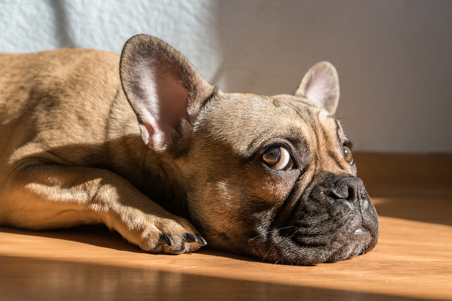 How Much Does French Bulldog Nose Operation Cost Uk