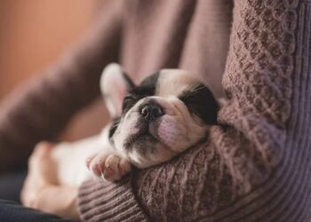 Do French Bulldogs Like to Cuddle