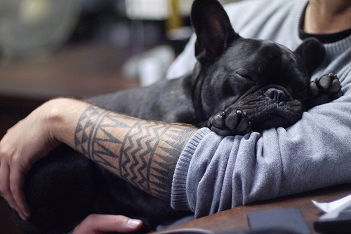 Do French Bulldogs Like to-Cuddle