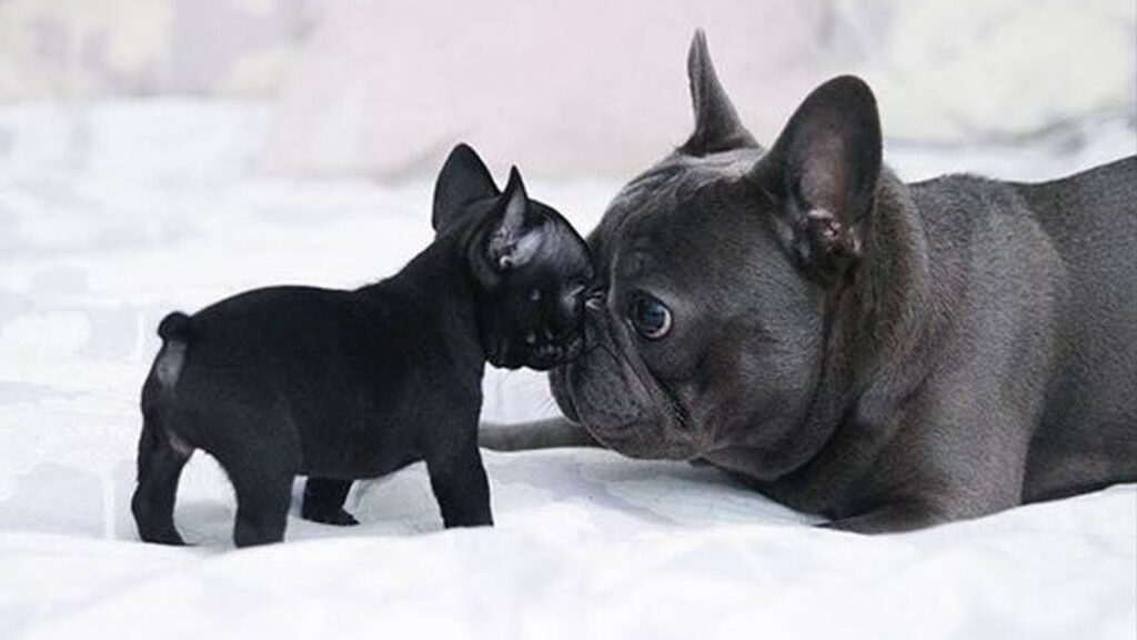 Do French Bulldogs Need Supplements? MyPetCareJoy