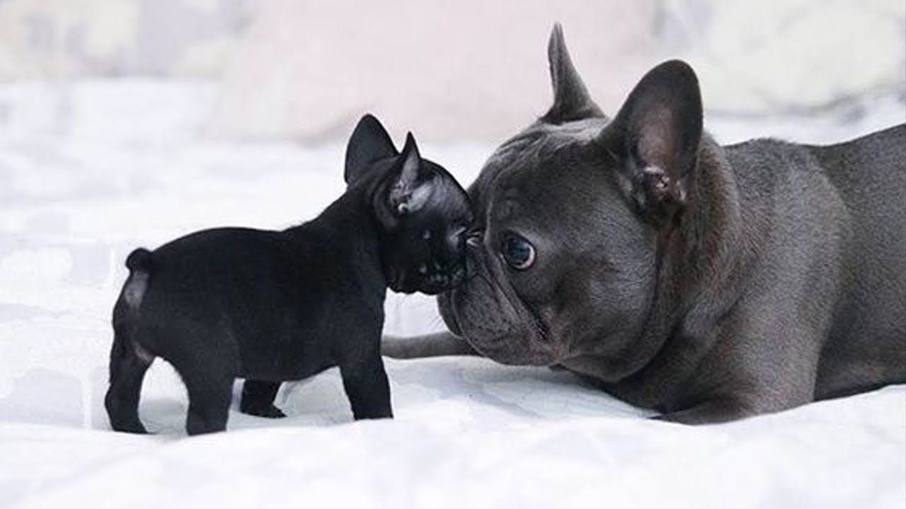 Do French Bulldogs Need-Supplements
