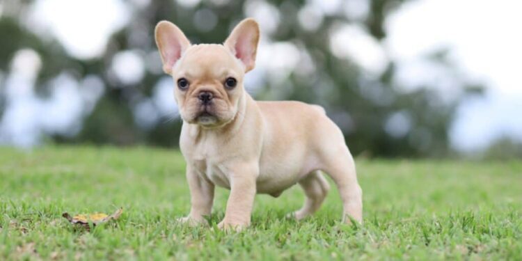 Do French Bulldogs Need Supplements
