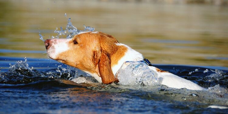 Does the American Foxhound Like To Swim