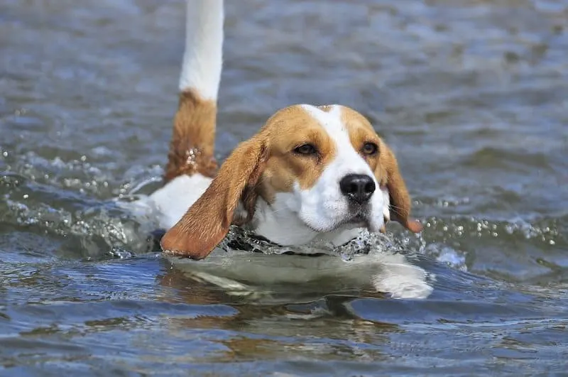 Does the American Foxhound Like To-Swim