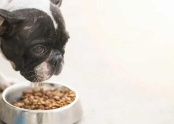 Foods For French Bulldog With Skin Allergies