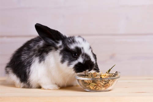 Foods That Are Fatal To-Rabbits
